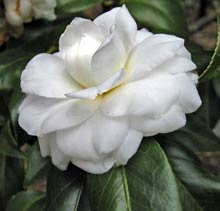 Alba Plena Camellia