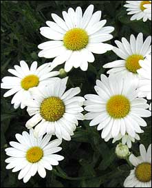 Shasta+daisies+pictures