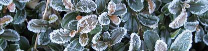 boxwood leaves etched with frost