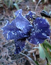 Reblooming iris