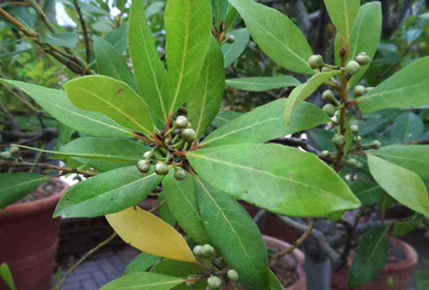 Bay Laurel