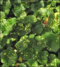 Leopord Plants