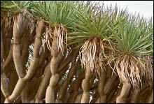 Dragon Tree