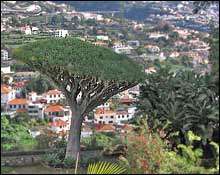 Dragon Tree