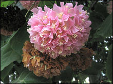 Pinkball Tree