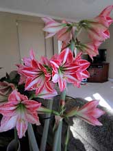 Amaryllis 'Fairy Tale'