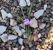 Crocus in January