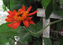 Daisy Vine