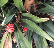 Omoto Lily