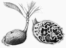 Hydnophytum formicarum from Die Gartenlaube by  Ernst Keil's Nachfolger (1897) / Source: Wikipedia Commons