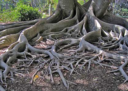 Moreton Bay Fig tree