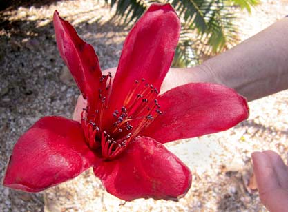 Red Silk Cotton Tree flower