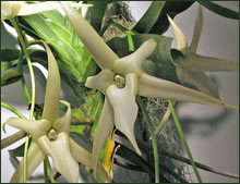 Comet Orchid
