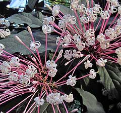 Clerodendrum quadriloculare