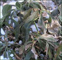 Hellebores