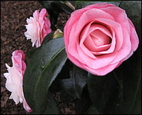 Camellia 'October Affair'