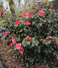 Camellia japonica 'Spring's Promise'