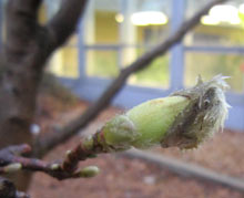 Star Magnolia bud