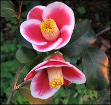 Camellia japonica 'Tama-No-ura'