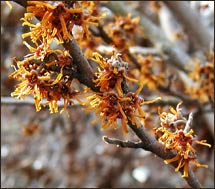 Ozark Witch Hazel