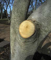 Magolia tree without a limb