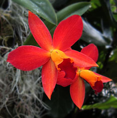 Sophrolaeliacattleya Ginny Champion ‘Riverbend’