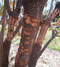 Sapsucker drilling on Leatherwood Viburnum