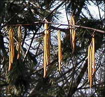 Corylus americana