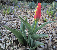 First tulip of 2012