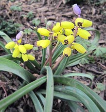 Grape Hyacinth 'Golden Fragrance'