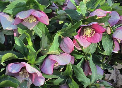 Hellebores