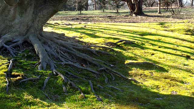 Moss and tree intertwine