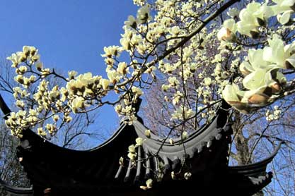 Magnolia tree in the Chinese Garden