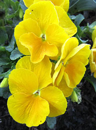 Panola XP Yellow Pansies