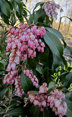 Pieris jaonica