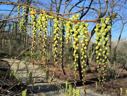 Stachyurus