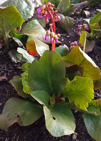 Bergenia cordifolia 'Winterglut' WINTER GLOW 