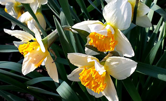 Large-cupped daffodil 'Johann Strauss'