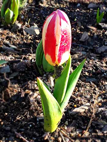 Kaufmanniana tulip 'The First'