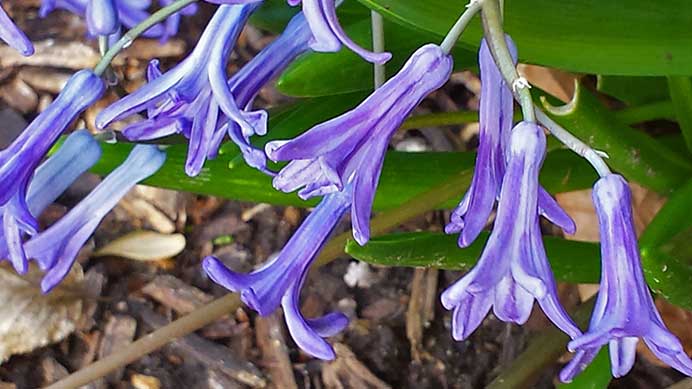 Specie hyacinths blooming in the Ottoman Garden