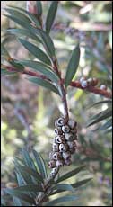 Bottlebrush