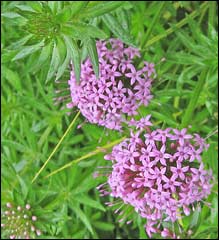Skunk plant