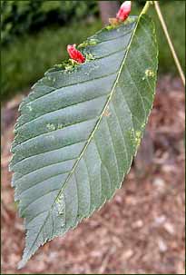 Galls on 'Accolade' Elm tree leaf