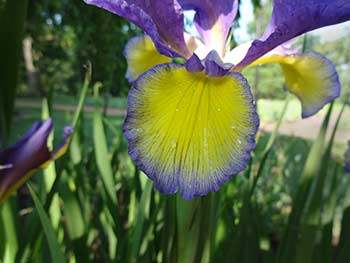 Spuria Iris 'Adriatic' 