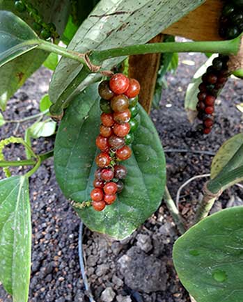 Peppers ripening on the vine