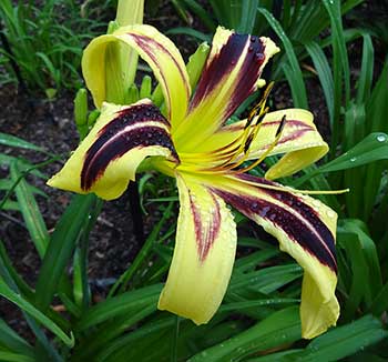 Spider Daylily Free Wheelin'