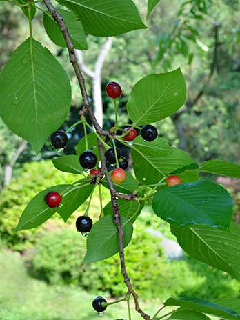 Ripening Yoshima Cherries