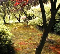 Moss in Japanese Garden