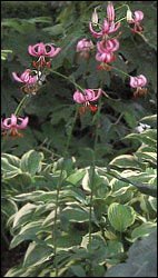 Martagon Lilies