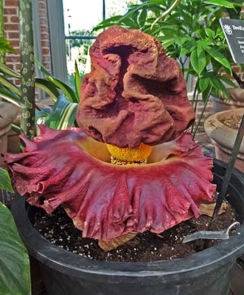 Amorphophallus paenifolius -- The Peony-leaved Voodo-Lily in bloom